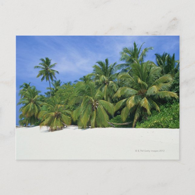 Palm Tree 3 Postcard (Front)