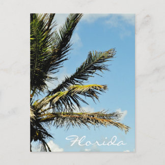 Palm tree agaist the sky in Florida Postcard