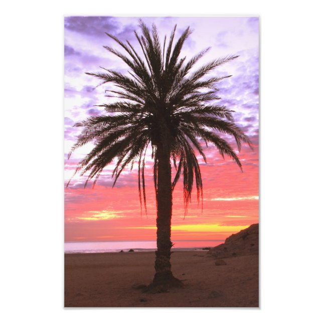 Palm Tree and Dawn Sky Photo Print (Front)