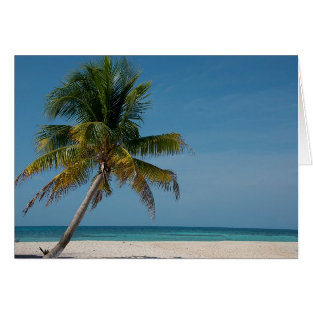 Palm tree and white sand beach  2 (Front Horizontal)