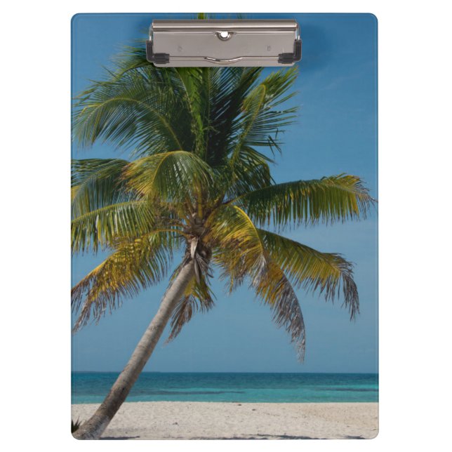 Palm tree and white sand beach  2 clipboard (Front)