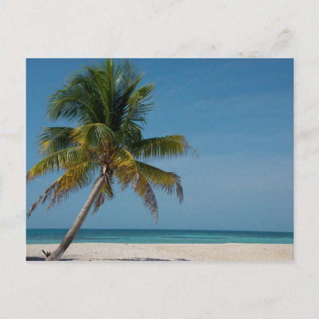Palm tree and white sand beach  2 postcard (Front)