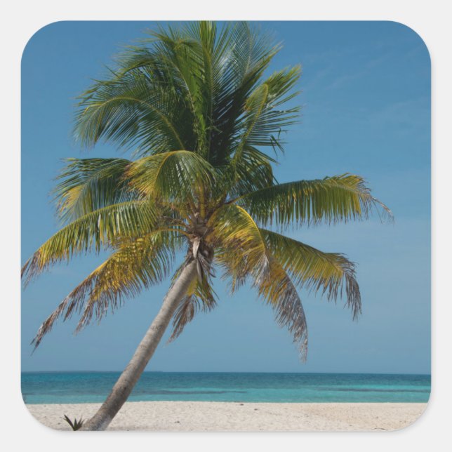 Palm tree and white sand beach  2 square sticker (Front)