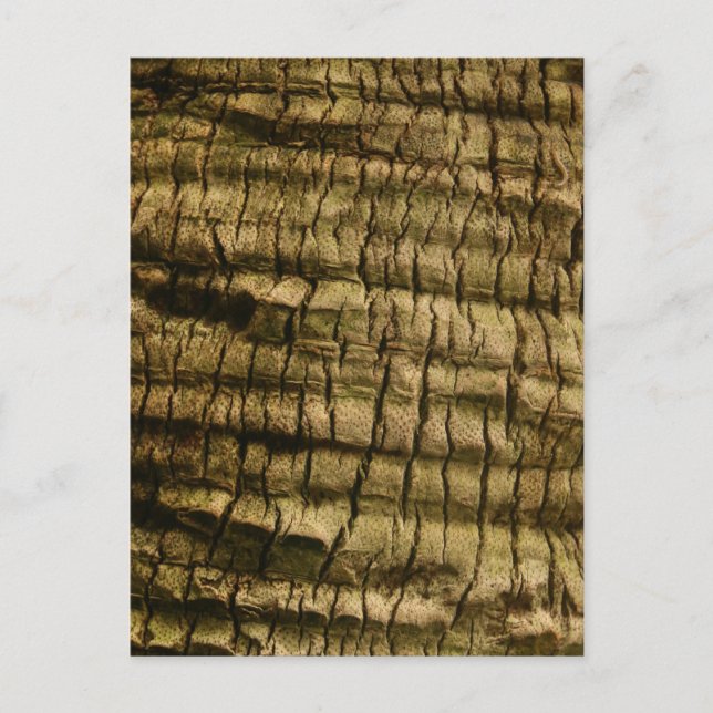 Palm Tree Bark Holiday Postcard (Front)