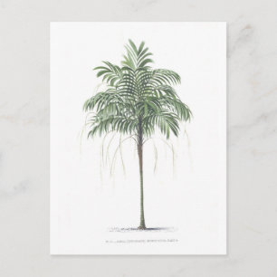 Palm tree illustration Collection Postcard
