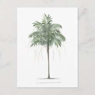 Palm tree illustration Collection Postcard