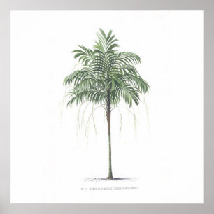 Palm tree illustration Collection Poster