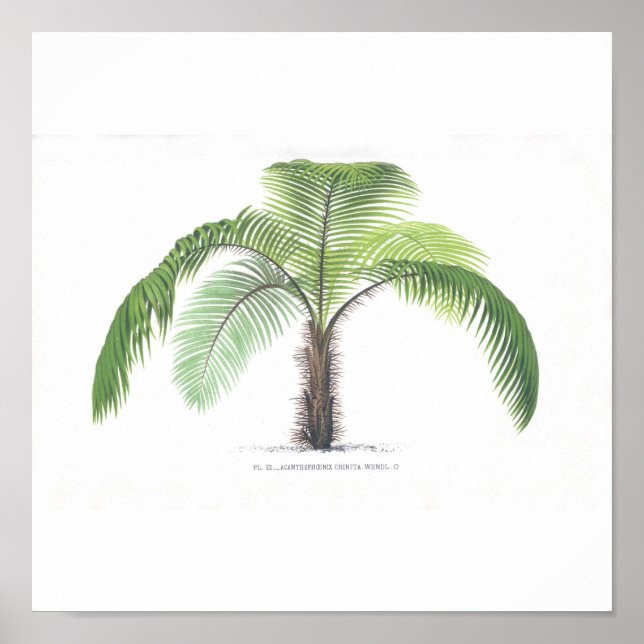 Palm tree illustration III Collection Poster (Front)