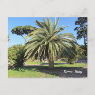 Palm Tree in Rome, Italy Postcard