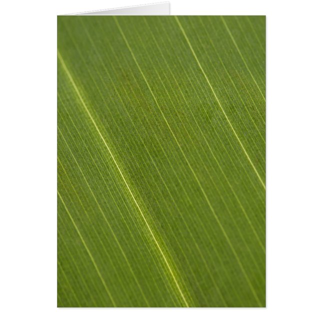 Palm Tree Leaf (Front)