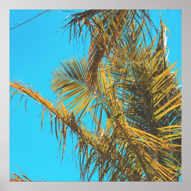 Palm Tree Leaves Turquoise Sky Poster (Front)