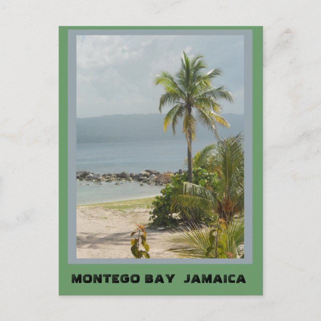 Palm Tree, Montego Bay Jamaica  Postcard (Front)