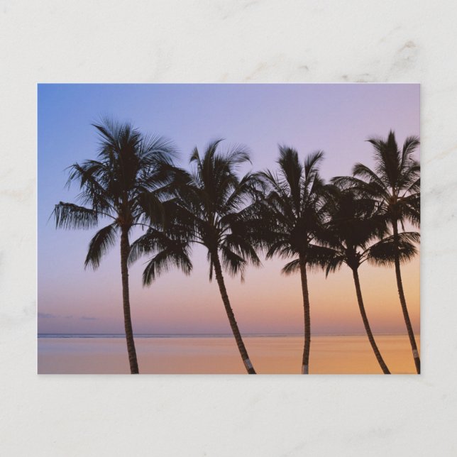 Palm tree, morning postcard (Front)
