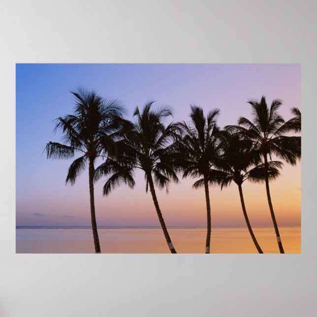 Palm tree, morning poster (Front)