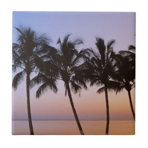 Palm tree, morning tile