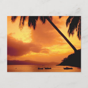 Palm Tree over Water Postcard