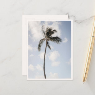 Palm Tree Photo Tropical Beach Hawaii Postcard