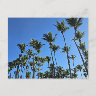 Palm tree postcard