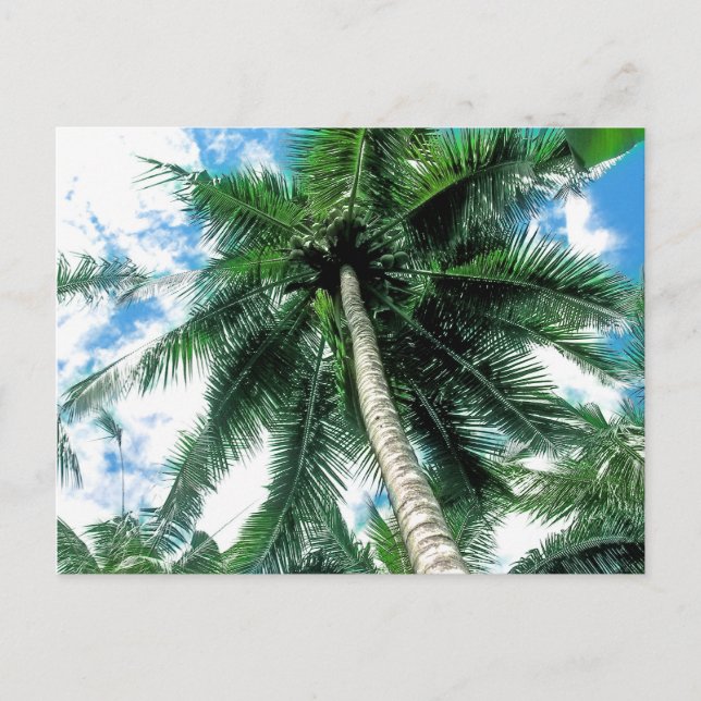 Palm Tree Postcard (Front)