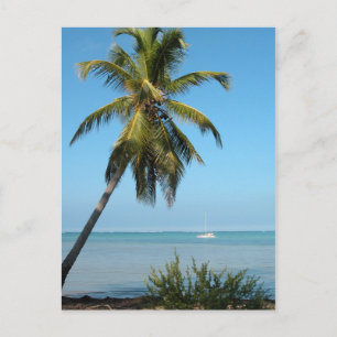 Palm Tree - Postcard
