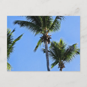 Palm tree postcard