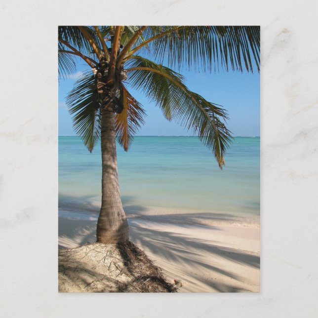 Palm Tree - Postcard (Front)