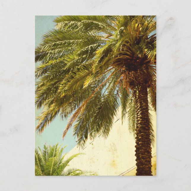 Palm Tree Postcard (Front)