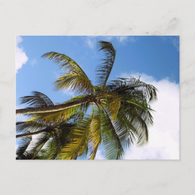 Palm tree postcard (Front)