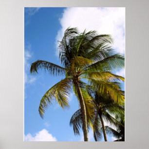 Palm tree poster