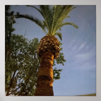 Palm Tree 🌴 Poster