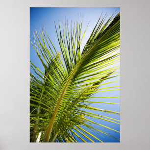 Palm tree poster/canvas print