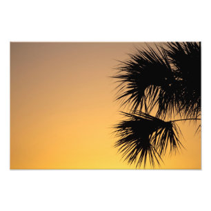 Palm tree sunrise, Florida Photo Print
