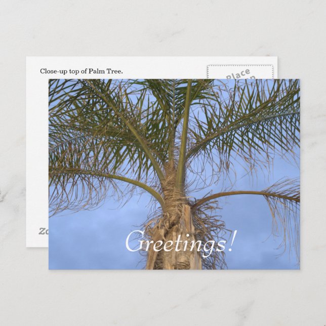 Palm Tree Vacation Greetings Postcard (Front/Back)