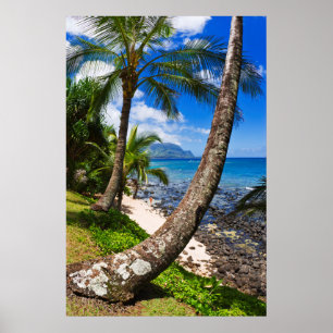 Palm Trees Along Hideaways Beach Poster
