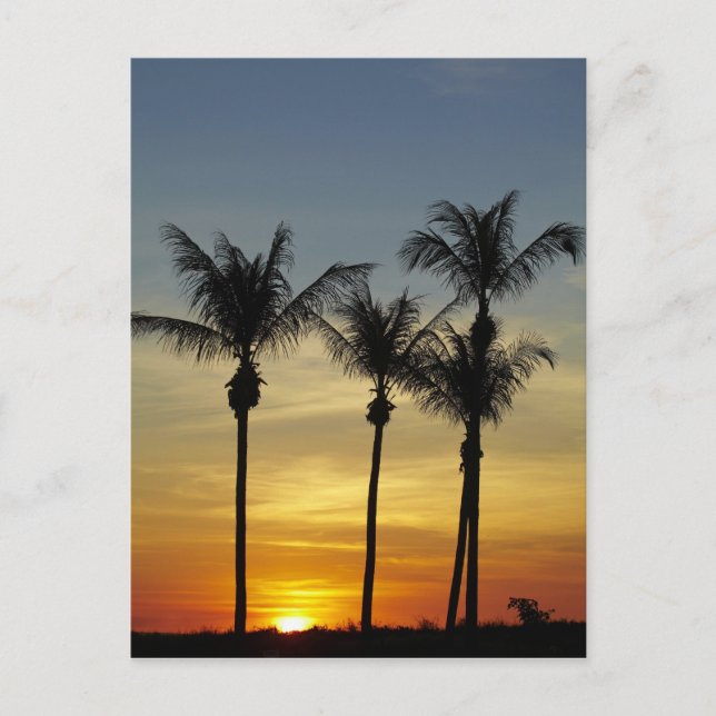 Palm trees and sunset, Mindil Beach Postcard (Front)