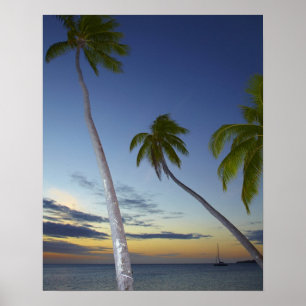 Palm trees and sunset, Plantation Island Resort Poster