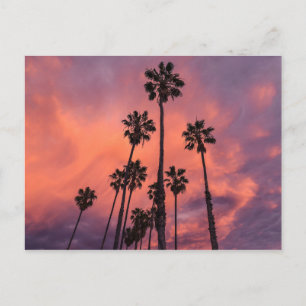 Palm Trees at Sunset postcard