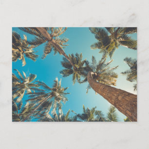 Palm Trees at Tropical Beach Vintage Postcard