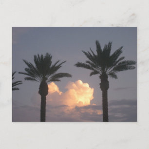 Palm Trees Coastal Landscape Original Photography Postcard