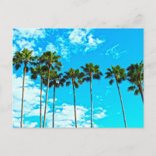 PALM TREES FLORIDA POSTCARDS