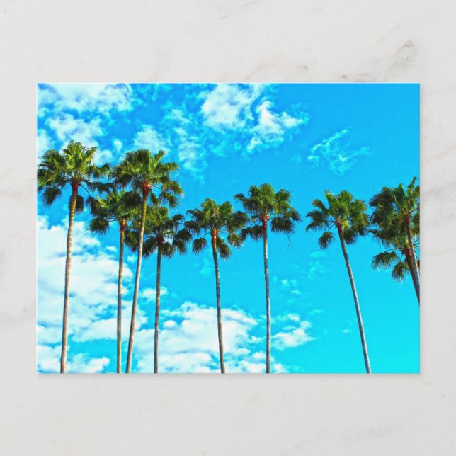 PALM TREES FLORIDA POSTCARDS (Front)