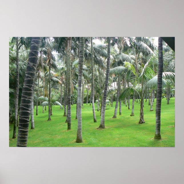 Palm Trees Forest Poster (Front)