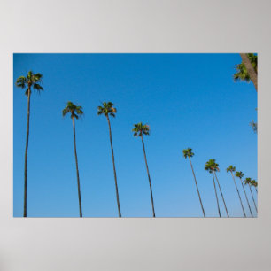 Palm Trees in a Row Poster