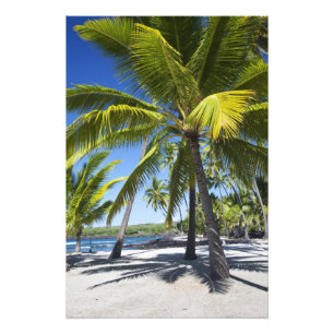 Palm trees, National Historic Park Pu'uhonua o 2 Photo Print