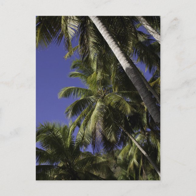 Palm trees on a Caribbean tropical island Postcard (Front)