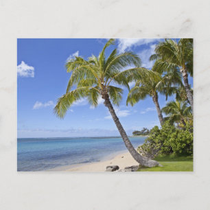 Palm trees on the beach in Hawaii. Postcard