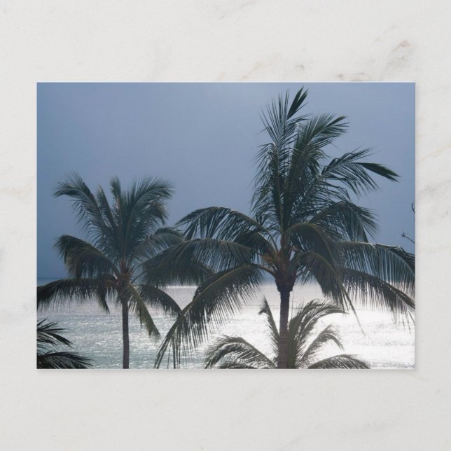 Palm Trees On The Beach Postcard (Front)