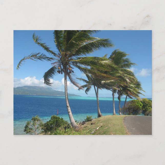 Palm Trees on the Island of Taha'a    Tahiti Postcard (Front)
