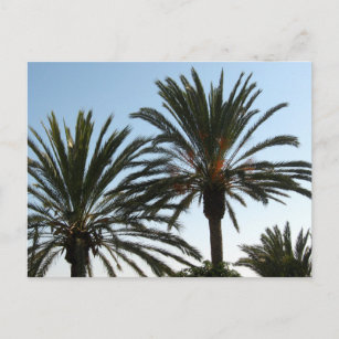 Palm Trees Photo  Postcard