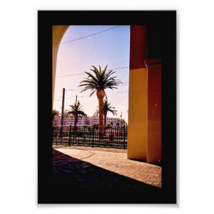 Palm Trees Photo Print